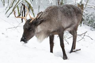 Zimowe atrakcje w krakowskim ZOO. Zwierzęta cieszą się z opadów śniegu
