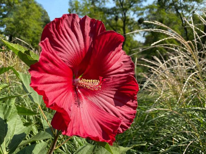 Hibiskus bagienny