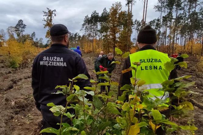 Lubelskie - nadleśnictwa i praca dla więźniów 
