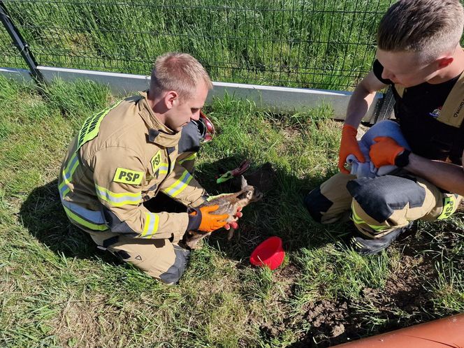 Niecodzienna akcja strażaków. Uratowali sarnę, która wpadła do głębokiego dołu
