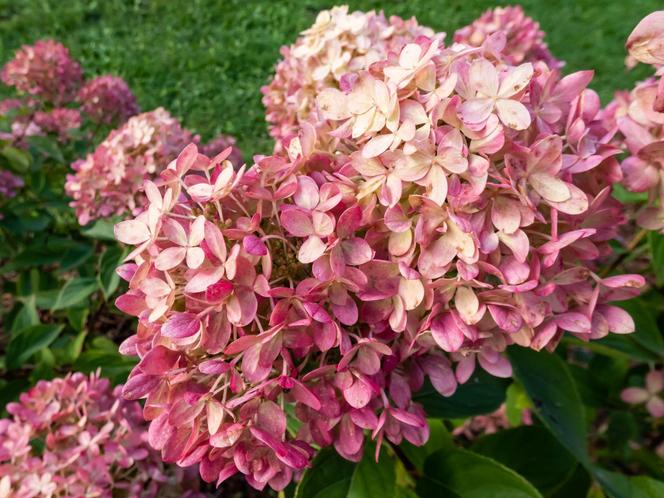 Hortensja bukietowa ‘Little Lime’