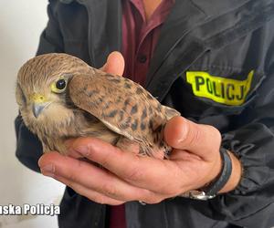 Z sufitu w komendzie dobiegały dziwne dźwięki. Oczom policjantów ukazał się niecodzienny widok!