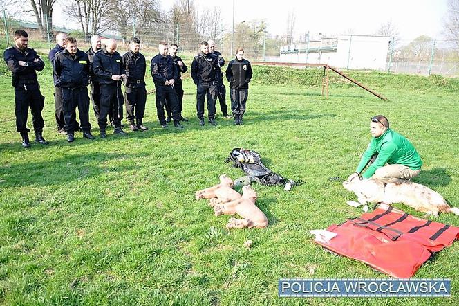 Wrocławscy policjanci uczyli się, jak reanimować psy!