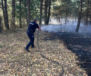 Pożar we wsi Budy. Policjant zauważył dym i ruszył na pomoc