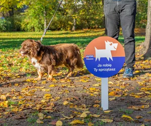 W Poznaniu pojawiły się nowe tabliczki: Ja robię, Ty sprzątasz