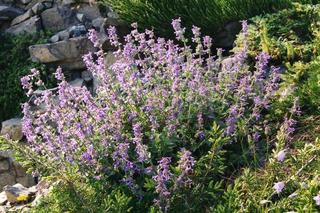 Te rośliny posadź w ogrodzie. Kleszcze i insekty uciekną natychmiast [LISTA]