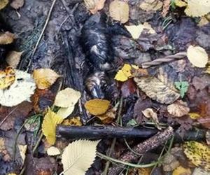 Lubelskie. Grzybiarze znaleźli Elzę w lesie. Psiak ledwo przeżył. Fundacja szuka dla niej nowego domu