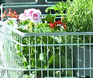 Grażyna Szapołowska sadzi się na wiosnę