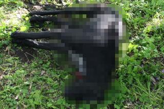 Zwyrodnialec z Brodnicy wziął psa z ogłoszenia i pieniądze na karmę, tylko po to żeby zabić zwierze