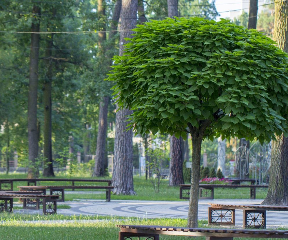 Katalpa 'Nana'