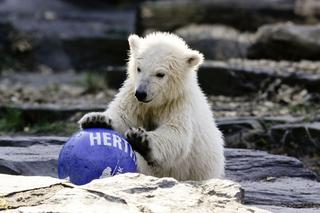 Rodzice niedźwiedzicy polarnej Herty są… rodzeństwem. Skandal w zoo w Berlinie [FOTO]