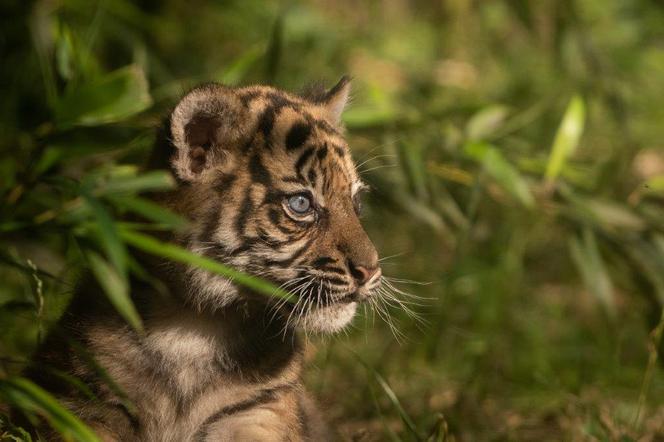 Tygrys sumatrzański we Wrocławskim Zoo