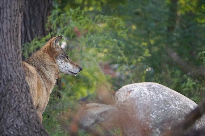 Weekendowe atrakcje we wrocławskim zoo: Dzień Wilka i charytatywny "Dziki Bieg"