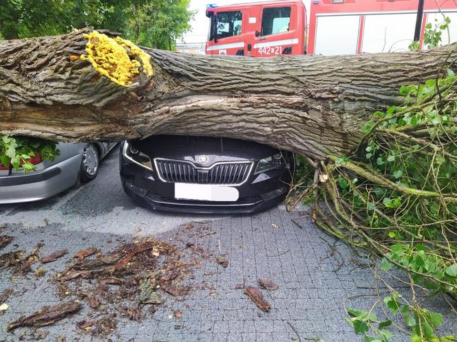 Silny wiatr w Grudziądzu. Są zniszczenia aut