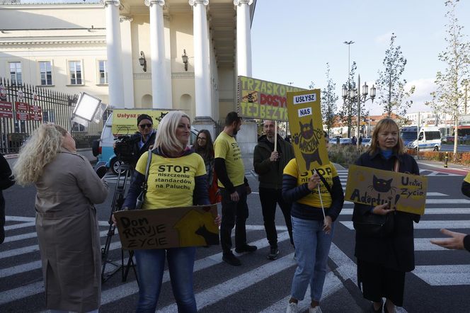 Wielki protest przez ratuszem. Wolontariusze walczą o życie kotów