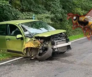 Zaatakowała go pszczoła. Ledwo uszedł z życiem