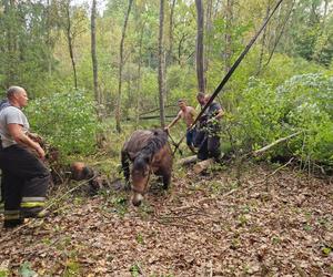 Nietypowe interwencje służb. Strażacy-ochotnicy uratowali stado koni, a strażnicy miejscy sarenki