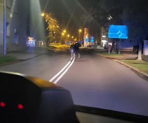 Łoś wybrał się na nocny spacer ulicami Tarnowa. Eskortowała go policja
