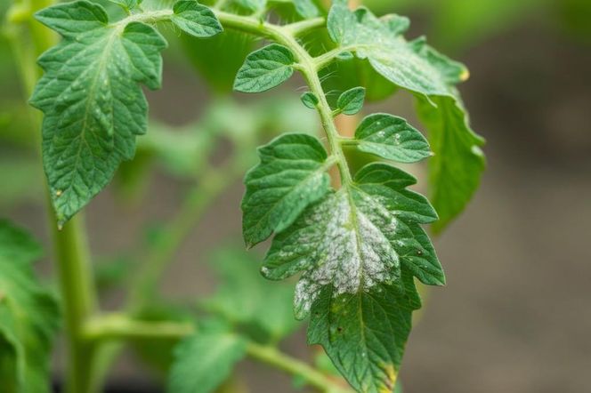Mączniak na pomidorach