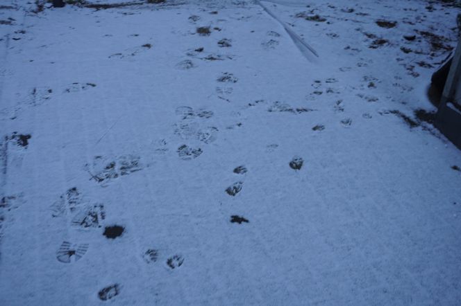 Śnieg spadł w Poznaniu