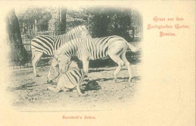 Niezwykłe pocztówki z wrocławskiego zoo. Pamiętają czasy Breslau! [ZDJĘCIA] 