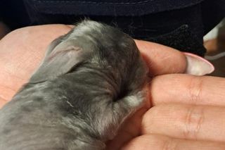 Malutkie króliczki porzucone przy cmentarzu na pewną śmierć. To, co się stało później, wzrusza do łez