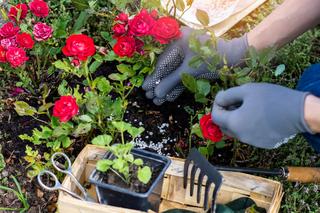 Nawożenie róż: jak, kiedy i czym nawozić róże, aby krzewy obficie kwitły?
