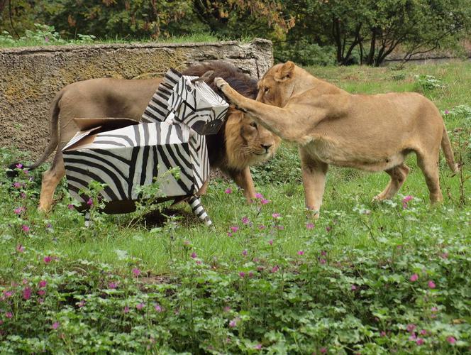 Rozrywka dla lwów z łódzkiego zoo