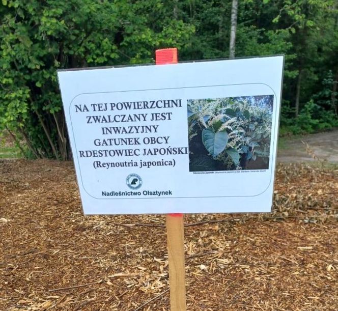 Inwazja obcych w woj. warmińsko-mazurskim. Te gatunki niszczą ekosystem