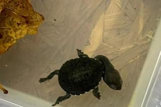 W warszawskim ZOO przyszedł na świat malutki żółwik