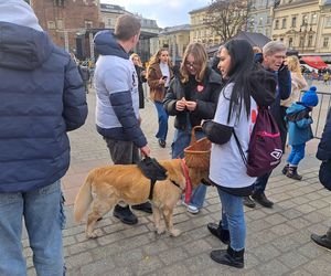 33. Finał WOŚP z grupą krakowskich Golden Retrieverów