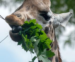 Pokazowe karmienia w Orientarium Zoo Łódź