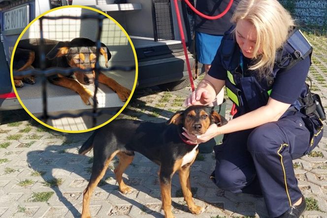 Strażnicy miejscy ruszyli na pomoc szczeniakowi