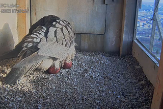 Wrotka i Czart nie próżnują! W gnieździe lubelskich sokołów są już dwa jajka! 