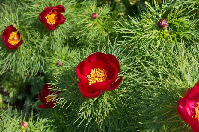 Piwonia wąskolistna = piwonia delikatna  - Paeonia tenuifolia