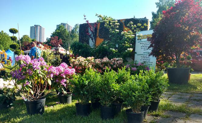 Chorzów: Kwiaty, zioła i dodatki do ogrodu. W Parku Śląskim trwa Święto Kwiatów [ZDJĘCIA]