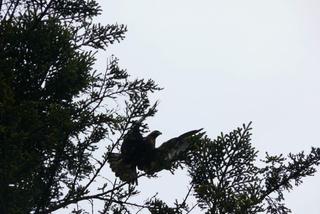 Tak leśniczy z RDLP w Krośnie i KOO ratują orły na Podkarpaciu