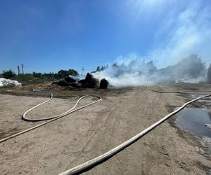 Pożar pod Krosnem Odrzańskim w Lubuskiem