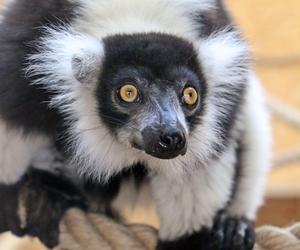 Lemury zamieszkały w gdańskim zoo