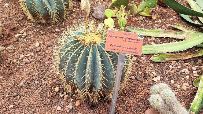 To jeden z najpiękniejszych ogrodów botanicznych w Polsce. Znajduje się na Dolnym Śląsku 