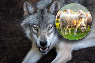 Wygłodniałe wilki narobiły szkód na setki tysięcy złotych. Straty na Podkarpaciu szokują