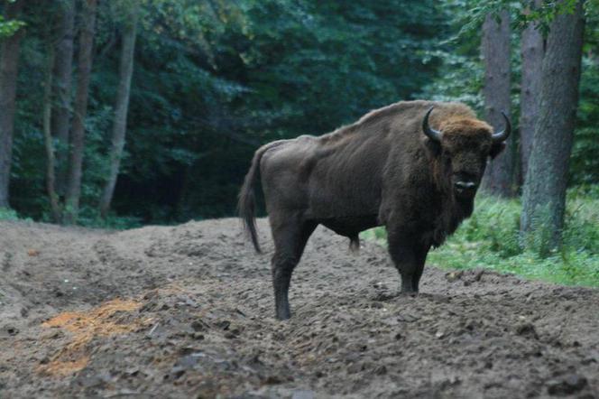 Agroturystyka Werstok - Dubicze Cerkiewne