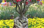 Róża pustyni (adenium)