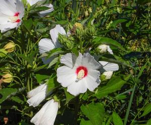 Hibiskus bagienny