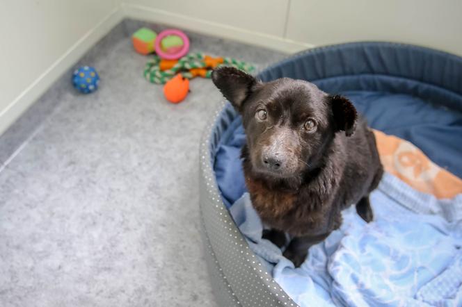 PIESEK NA GROBIE OPIEKUNA.