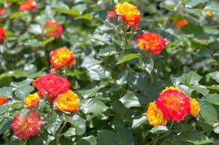 Róża wielokwiatowa 'Cuba Dance'