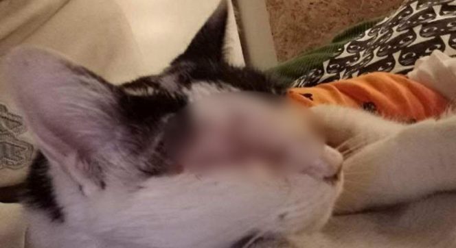 Znęcanie się na zwierzętami. Ktoś strzelał do kotki Pepsi
