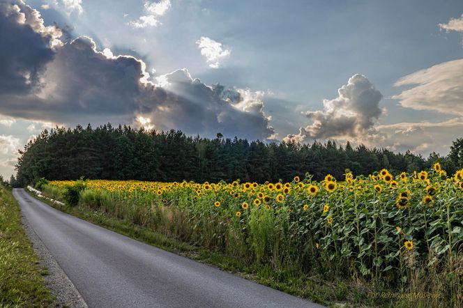 Słonecznikowe pole w okolicach Ostrowca Świętokrzyskiego