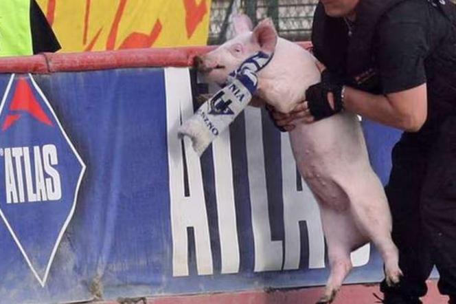 Świnia w szaliku Unii Leszno
