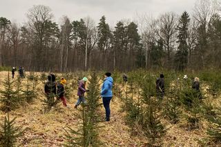 Akcja wycinania choinek w leśnictwie Grodziec